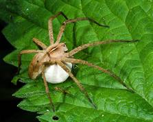 Nursery-web spider with eegs