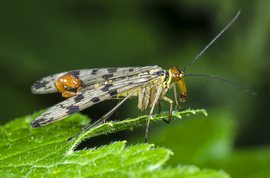 Common Scorpionfly male