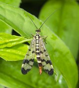 Common Scorpionfly female