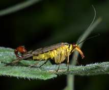 Common Scorpionfly male