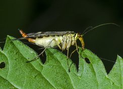 Common Scorpionfly female