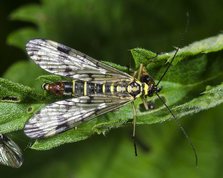 Common Scorpionfly male