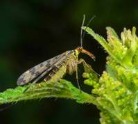 Common Scorpionfly female