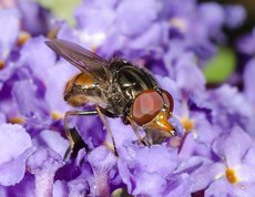 Common Snout-hoverfly - Rhingia campestris