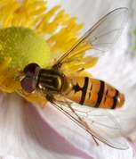 Episyrphus balteatus - Marmalade hoverfly