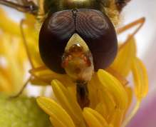 Episyrphus balteatus - Marmalade hoverfly