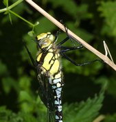 Aeshna cyanea - Blue Hawker