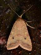 Agrochola circellaris - Brick moth