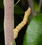 Birke barkmåler larve