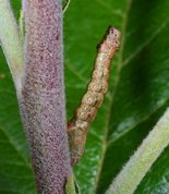 Birke barkmåler larve