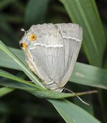 Moth - Purple hairstreak