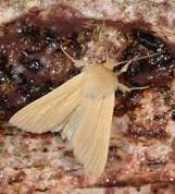 Mythimna pallens - Common Wainscot