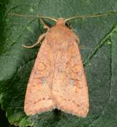 Agrochola circellaris - Brick moth