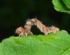 Phigalia pilosaria - Pale Brindled Beauty larvae