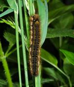 Euthrix potatoria - Drinker larvae