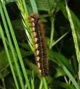 Euthrix potatoria - Drinker larvae
