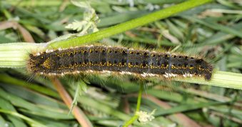 Euthrix potatoria - Drinker larvae