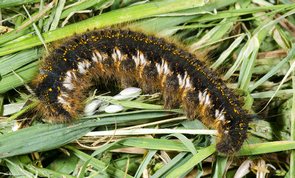 Euthrix potatoria - Drinker larvae