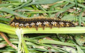 Euthrix potatoria - Drinker larvae
