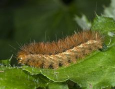 Buff Ermine caterpillar