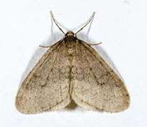 Lille frostmåler larve