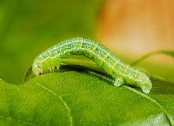 Operophtera brumata - Winter Moth larvae