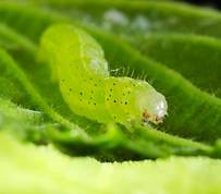 Orthosia Cruda - Small Quaker larvae