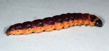 Cossidae - Cossus cossus - Goat Moth larvae