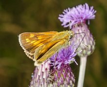 Moth Large skipper