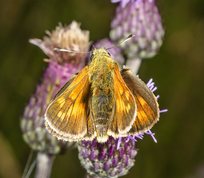 Ochlodes sylvanus - Large skipper