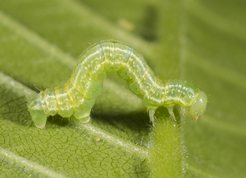 Lille frostmåler larve