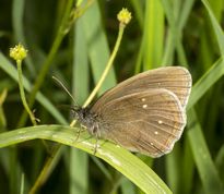 Engrandøje, formen caece