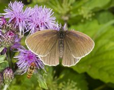 Engrandøje på tidsel