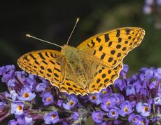 Storplettet perlemorsommerfugl