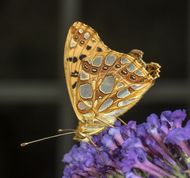 Storplettet perlemorsommerfugl