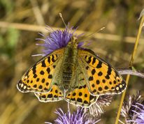 Storplettet perlemorsommerfugl