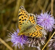 Storplettet perlemorsommerfugl