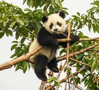 Pandaunge spiser bambus
