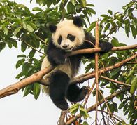 Pandaunge spiser bambus