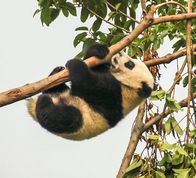Panda på vej ned
