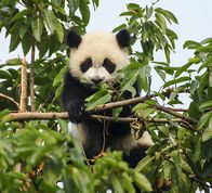 Pandaunge i bambus