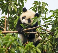 Panda unge i bambus
