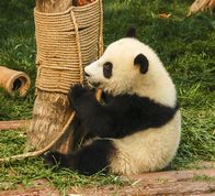 Pandaunge