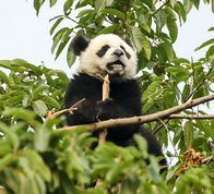 Panda unge spiser bambus