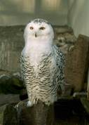 Bubo scandiacus - Snowy owl
