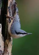 Eurasian nuthatch - Sitta europaea