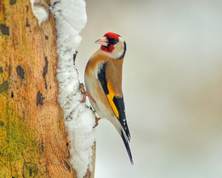 European goldfinch in snow