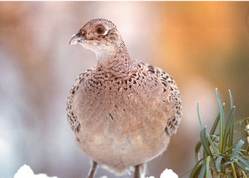 Phasianus colchicus - Pheasants