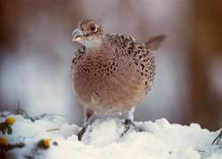 Phasianus colchicus - Pheasants