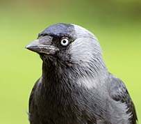 Corvus monedula - Jackdaw